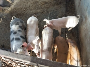 Purcei și soldani - imagine 2