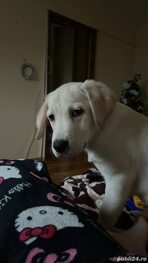 vand Labrador Ritrivar