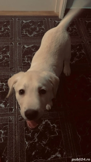 vand Labrador Ritrivar - imagine 2