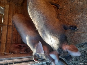 purcei duroc