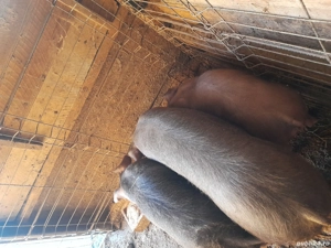 purcei duroc - imagine 3