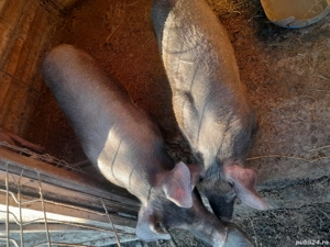 purcei duroc - imagine 2