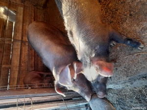 purcei duroc - imagine 4