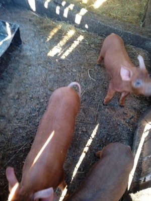 5 purcelușe duroc originali din montă 