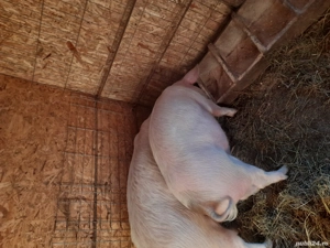 porci de carne - imagine 4