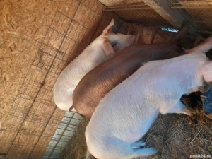 porci de carne - imagine 3