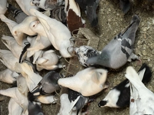 Porumbei voiajori - imagine 5