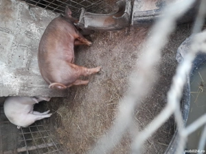 porci de carne  - imagine 2