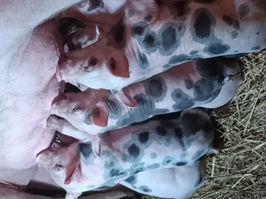 Vând purcei pietrain 