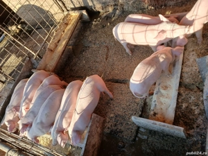 Purcei de vânzare  - imagine 2