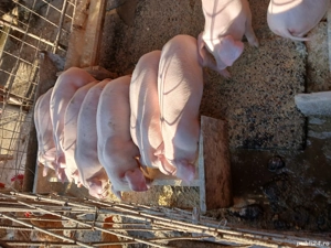 Purcei de vânzare  - imagine 3