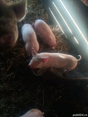 purcei de vânzare  - imagine 2