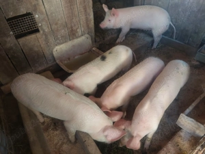 Vând  Șoldani Pietrean