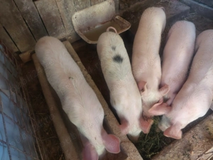 Vând  Șoldani Pietrean - imagine 3