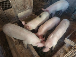 Vând  Șoldani Pietrean - imagine 2