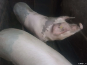 Porci de vanzare  - imagine 2