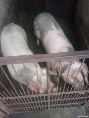 Porci de vanzare  - imagine 4