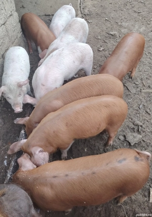 De vanzare purcei de 8 săptămâni - imagine 2