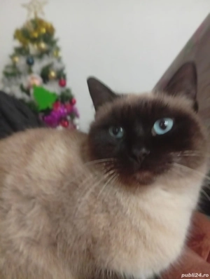 Vând pisica siameza sterilizata  - imagine 2