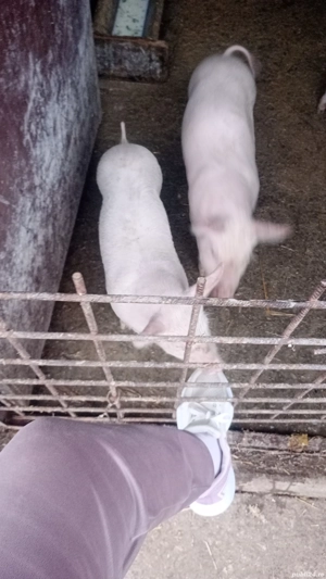 PURCEI DE 6 SĂPTĂMÂNI Marele alb cu pietran - imagine 2