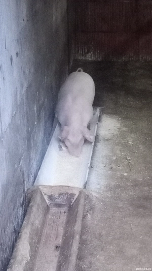 PURCEI DE 6 SĂPTĂMÂNI Marele alb cu pietran