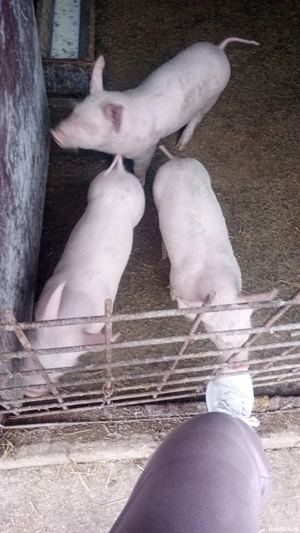 PURCEI DE 6 SĂPTĂMÂNI Marele alb cu pietran - imagine 3