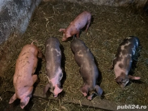 vand purcei duroc cu pietrain de 9 saptamani