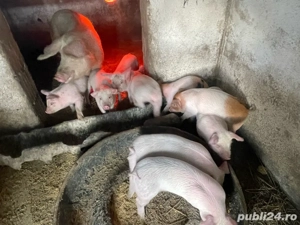 purcei de vânzare 