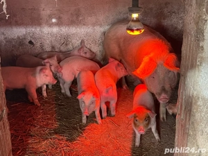 purcei de vânzare  - imagine 4
