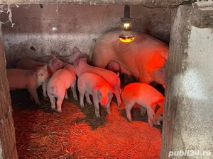 purcei de vânzare  - imagine 2