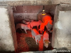 purcei de vânzare  - imagine 3