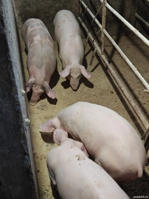 Purcei de vânzare  - imagine 2