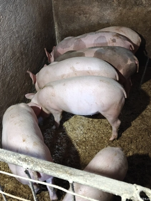 Purcei de vânzare  - imagine 4