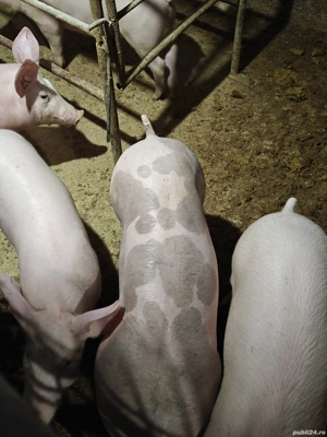 Purcei de vânzare  - imagine 3