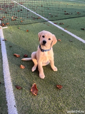 donez pui de labrador 4 luni - imagine 5