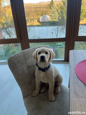 donez pui de labrador 4 luni - imagine 4