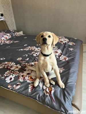 donez pui de labrador 4 luni - imagine 2