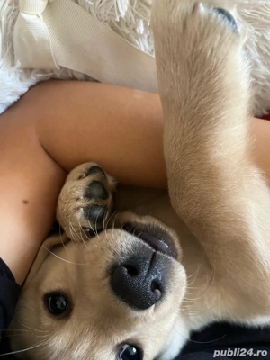 donez pui de labrador 4 luni - imagine 3