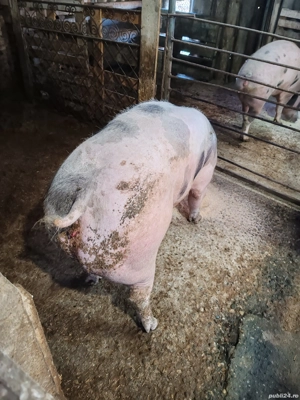 Vând scroafa pietrain belgian  - imagine 3