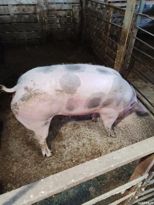 Vând scroafa pietrain belgian  - imagine 2