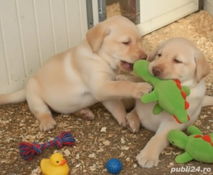 Pui Labrador retriever  - imagine 3