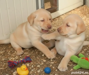 Pui Labrador retriever  - imagine 4