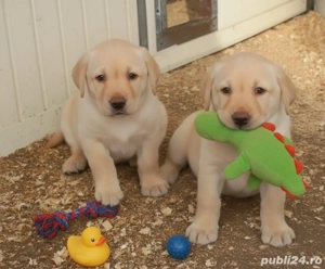 Pui Labrador retriever  - imagine 2