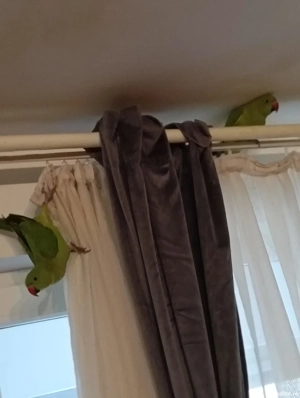 Papagali vorbitori blinzi. - imagine 3