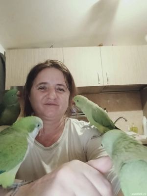 Papagali vorbitori blinzi. - imagine 2