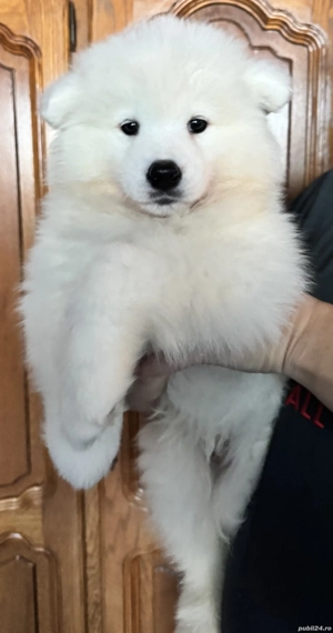 Se vinde Samoyed cu pedigree - imagine 2