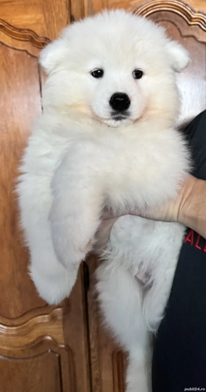 Se vinde Samoyed cu pedigree