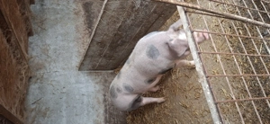 Purcei Landrace&pietran si porci mari 14 lei kg viu