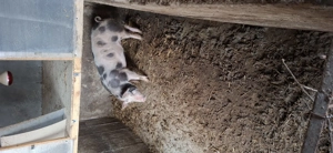 Purcei Landrace&pietran  si doi porci mari 15lei kg viu - imagine 3