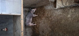 Purcei Landrace&pietran  si doi porci mari 15lei kg viu - imagine 4